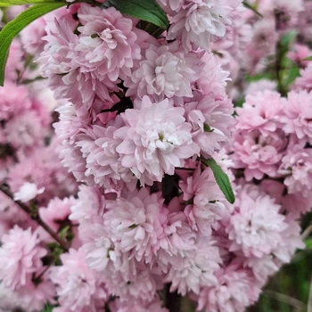 Prunus glandulosa 'Rosea Plena'