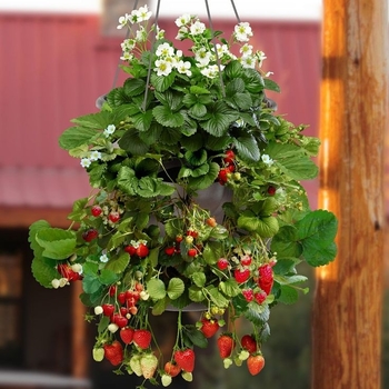 Fragaria x ananassa 'Toscana' 