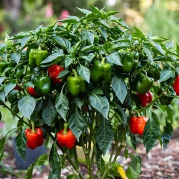 Capsicum annuum 'California Wonder' 