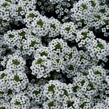 Lobularia maritima