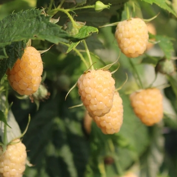 Rubus idaeus 'Anne' PP10411