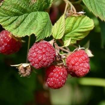 Rubus idaeus 'Prelude' PP11747