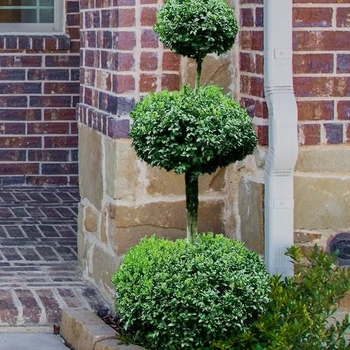 Buxus sempervirens