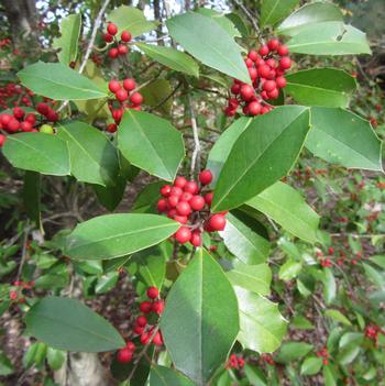 Ilex x attenuata 'Savannah' 