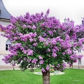 Lagerstroemia indica x fauriei 'Muskogee'