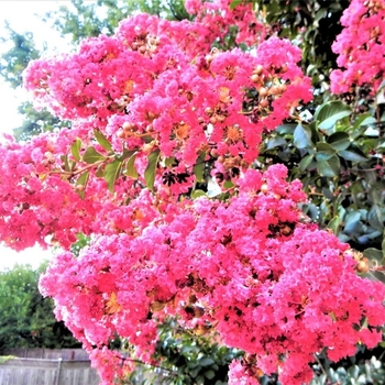 Lagerstroemia indica x fauriei 'Sioux' 