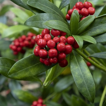 Skimmia japonica 'Female'