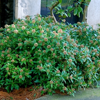 Skimmia japonica 'Male'