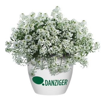 Lobularia 'Stream Compact Purple' 