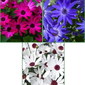 Pericallis 'Series' PP21,063