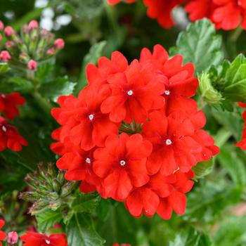 Verbena Vanessa&trade; Compact '' (327604)