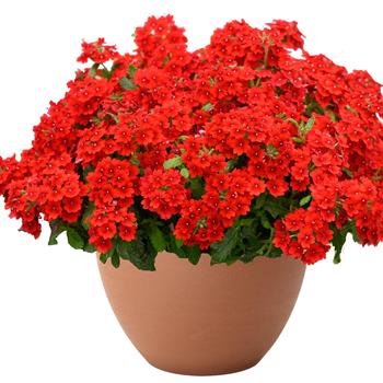 Verbena Vanessa&trade; Compact '' (327605)