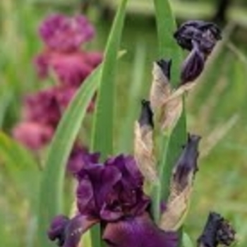 Iris 'Jeri' 