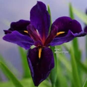 Iris 'Louisiana Purple' 