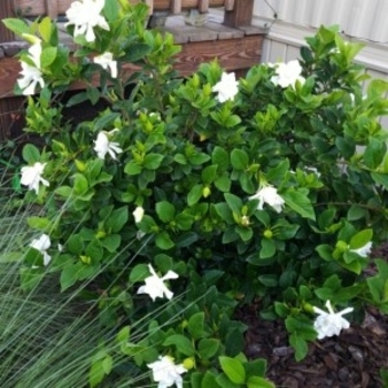 Gardenia jasminoides 'Miami Supreme' 