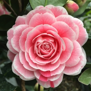 Camellia japonica 'April Dawn' 