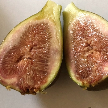 Ficus carica 'Olympian'