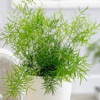 Asparagus aethiopicus