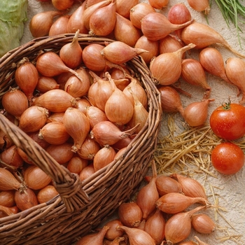 Allium cepa var. aggregatum