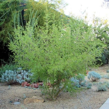 Forestiera neomexicana