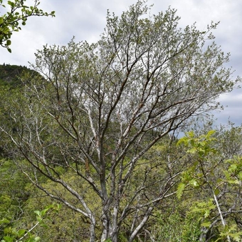 Cercocarpus montanus