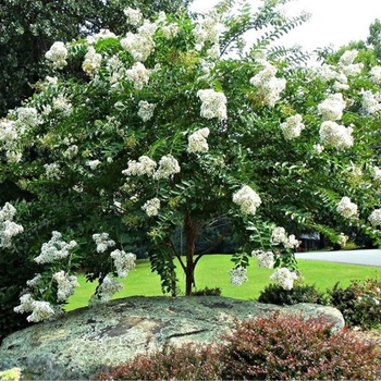 Lagerstroemia indica 'Sarah's Favorite' 