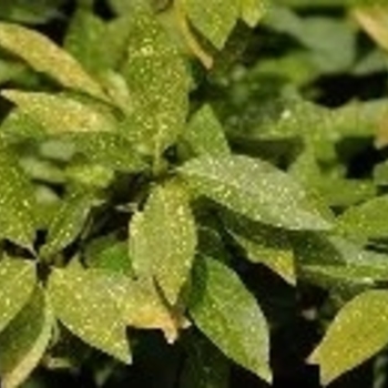 Aucuba japonica 'Variegata'