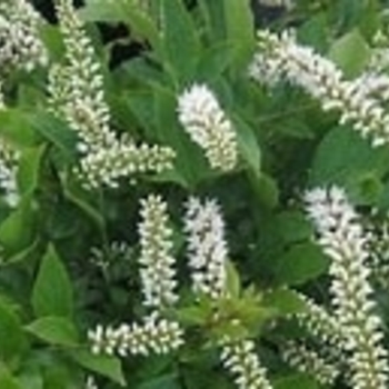 Itea virginica 'Merlot'