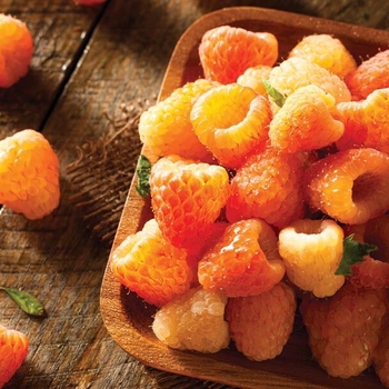 Rubus idaeus var. strigosus 'Fall Gold'