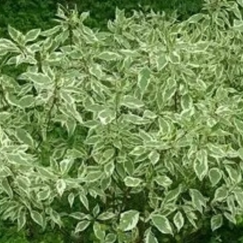 Cornus alba 'Elegantissima' 