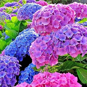 Hydrangea macrophylla 'All Summer Beauty'
