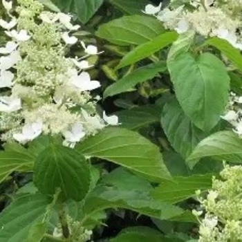 Hydrangea paniculata