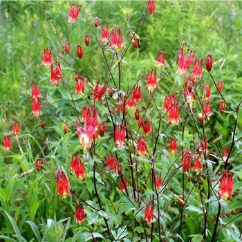 Aquilegia canadensis 'Corbett'