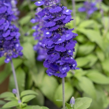 Salvia farinacea