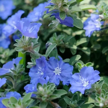 Evolvulus glomeratus 'Beach Bum Blue' 