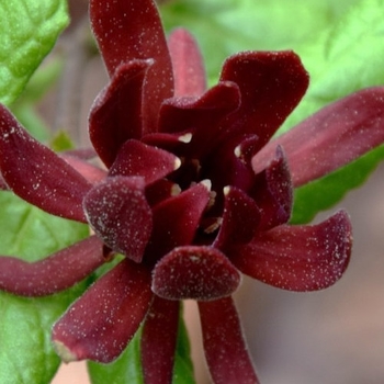 Calycanthus floridus 'Michael Lindsey' 