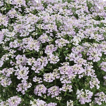 Iberis sempervirens