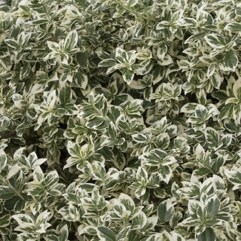 Euonymus fortunei 'Ivory Jade'