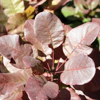 Cotinus coggygria 'Londus'
