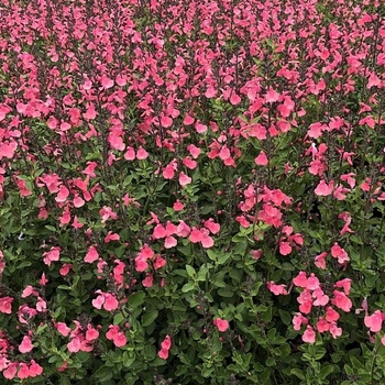 Salvia microphylla 'Syracuse'