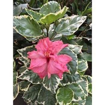 Hibiscus rosa-sinensis 'Dark Heart' 