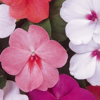 Impatiens