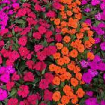 Impatiens 'Mixture' 
