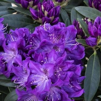 Rhododendron 'Florence Parks' 
