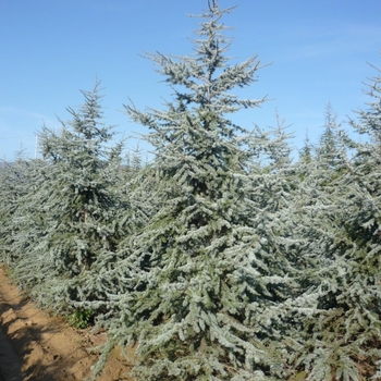 Cedrus atlantica 'Glauca' 