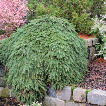 Picea abies 'Formanek' 