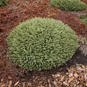 Picea abies 'Fat Cat' 