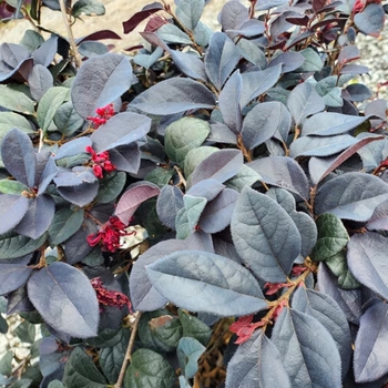 Loropetalum chinense 'Red Chocolate'