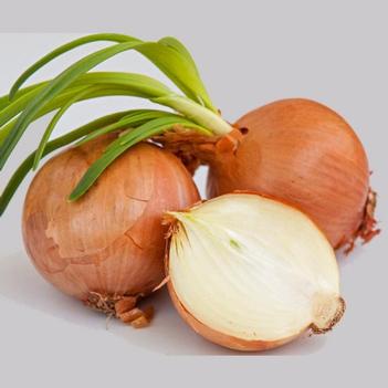 Allium cepa 'Yellow Sweet Spanish'