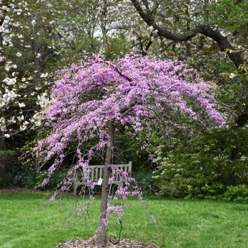 Cercis canadensis 'Cascading Hearts'
